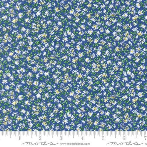Wildflowers 2024 Daisy Field Bluebonnet